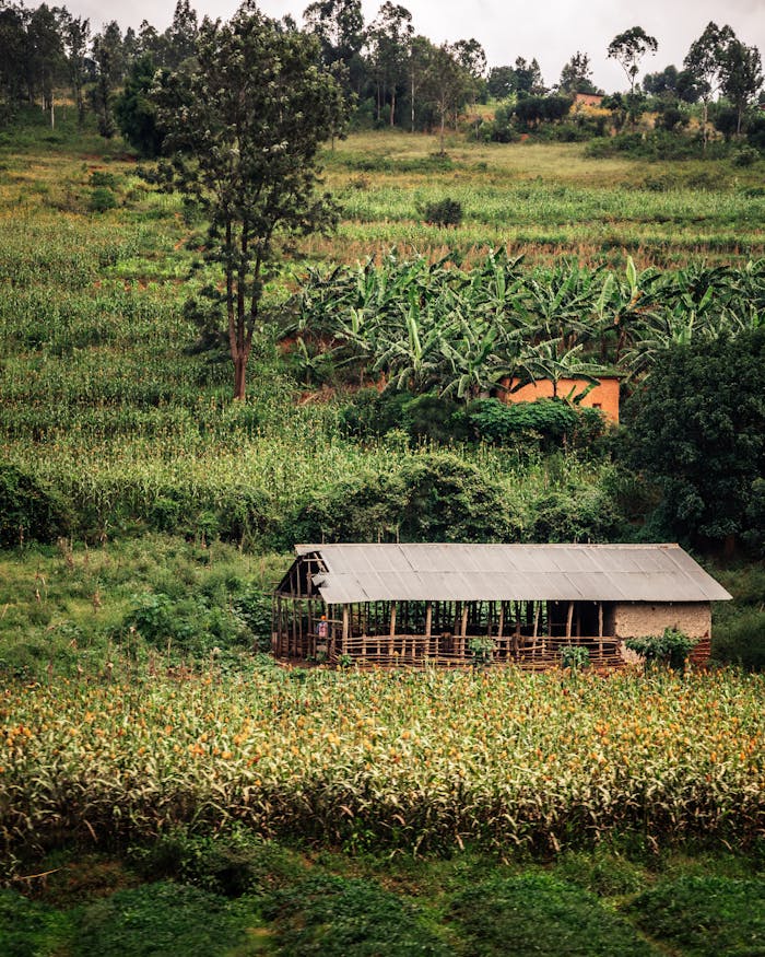 The Art of Drawing Readers In: Your attractive post title goes here Aerial view of a rustic barn surrounded by lush green fields in the countryside.