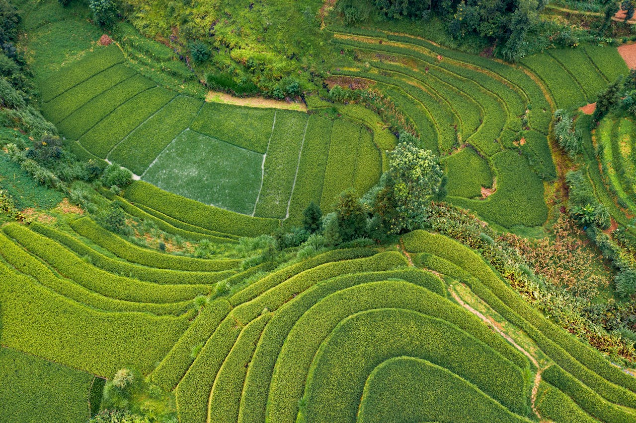 Crafting Captivating Headlines: Your awesome post title goes here A captivating aerial shot of verdant terraced fields in a rural landscape.